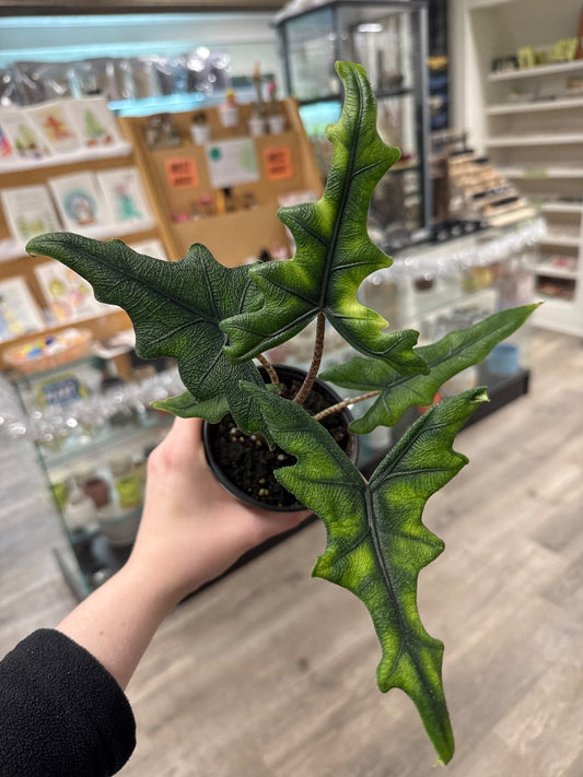 Alocasia tandurusa 'Jacklyn' (#745412387033)