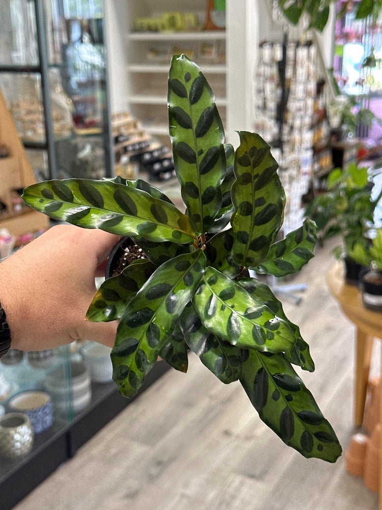 Calathea lancifolia 'Rattlesnake' (#983763513496)