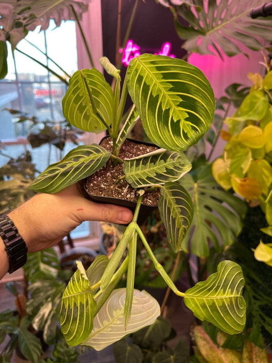 Maranta leuconeura 'Green Prayer Plant' (#002148905741)