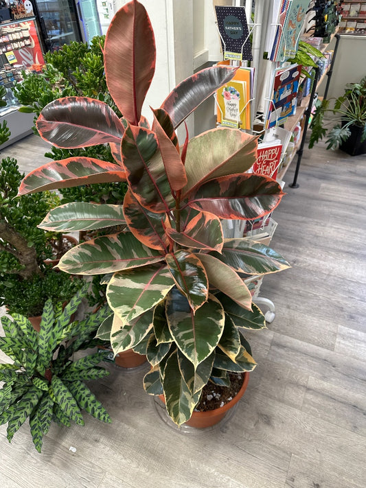 Ficus teneke 'Ruby' (#752581252710)