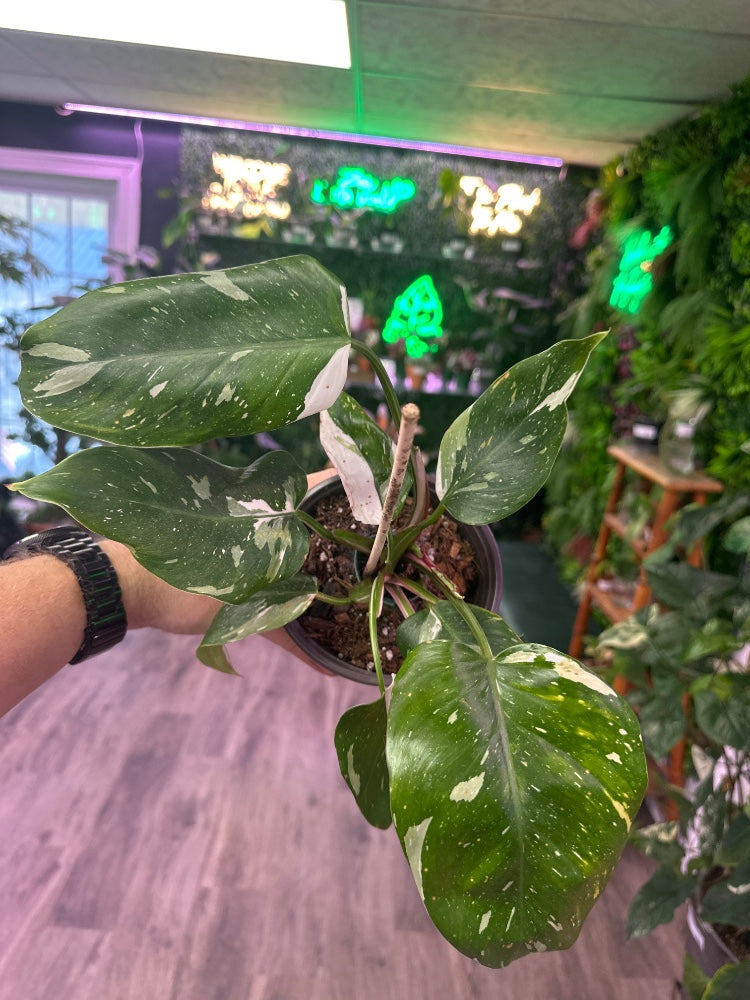 Philodendron erubescens 'White Princess Marble Galaxy' (#086080864208)