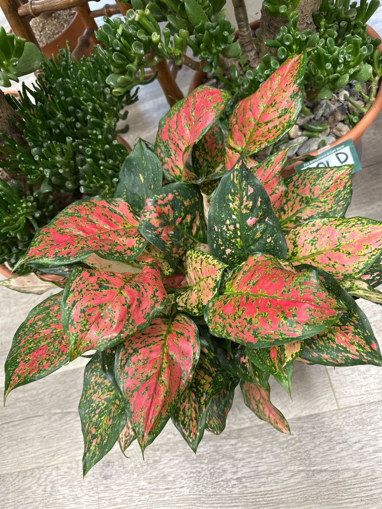 Aglaonema spp. (#348451314163)