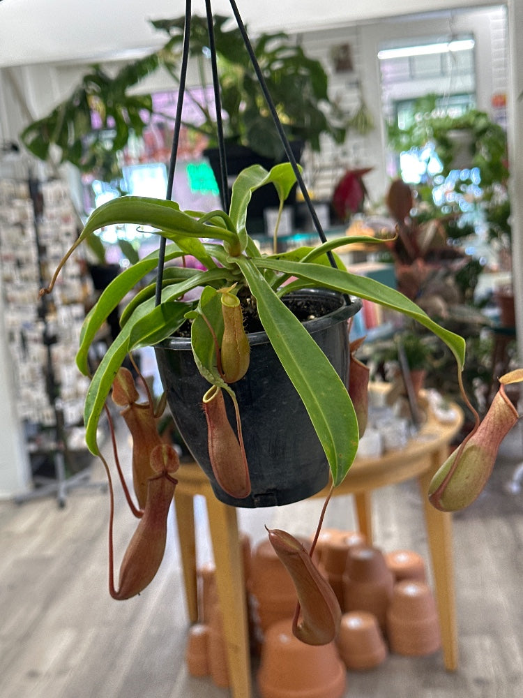 Nepenthes alata 'Pitcher Plant' (#731235641195)