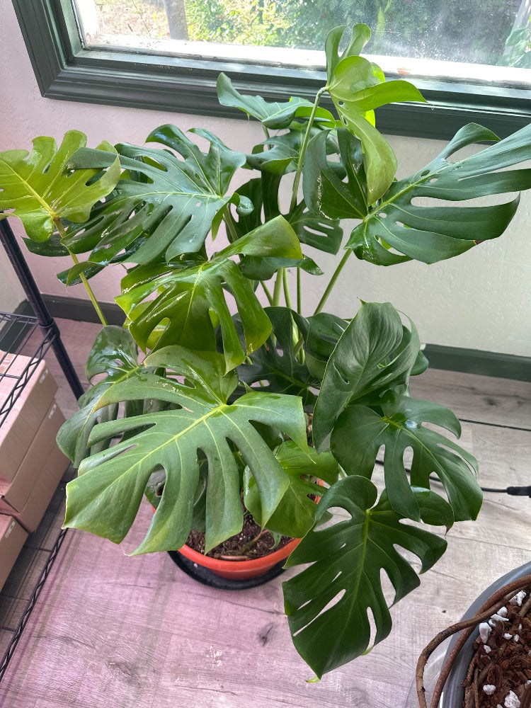 Monstera deliciosa (#447506601513)