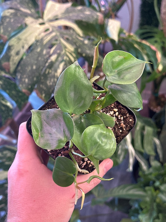 Philodendron hederaceum 'Heartleaf' (#297716864853)