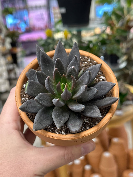 Echeveria affinis (#403431613166)