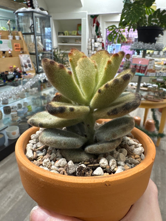 Kalanchoe tomentosa 'Teddy' (#434837903564)