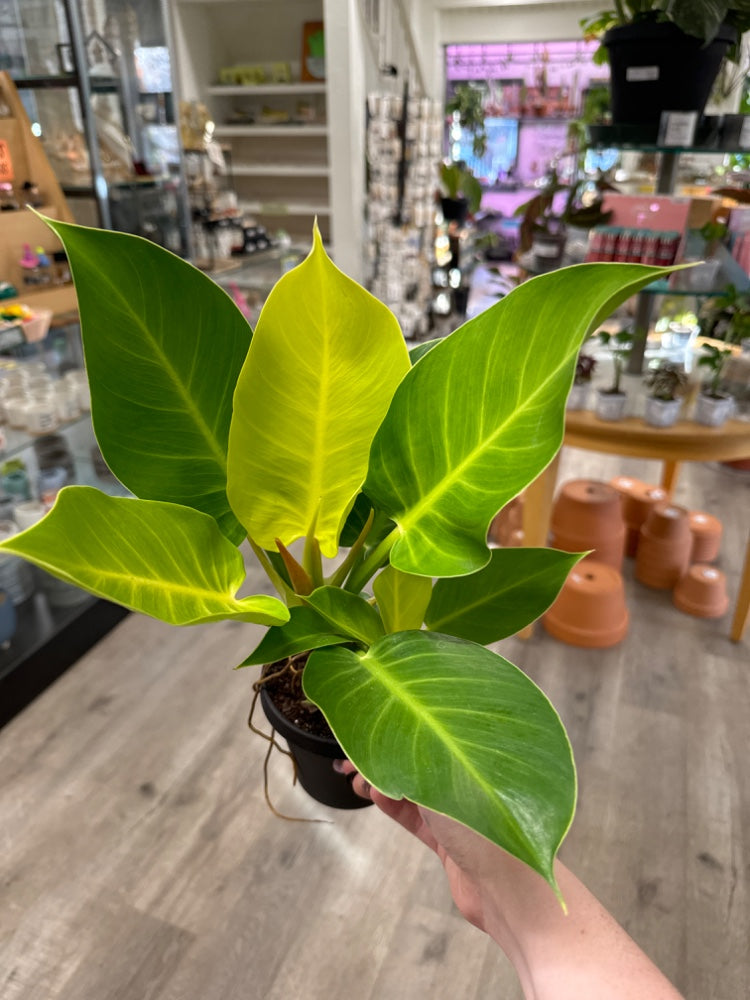 Philodendron Hybrid  'Moonlight ' (#803394211689)