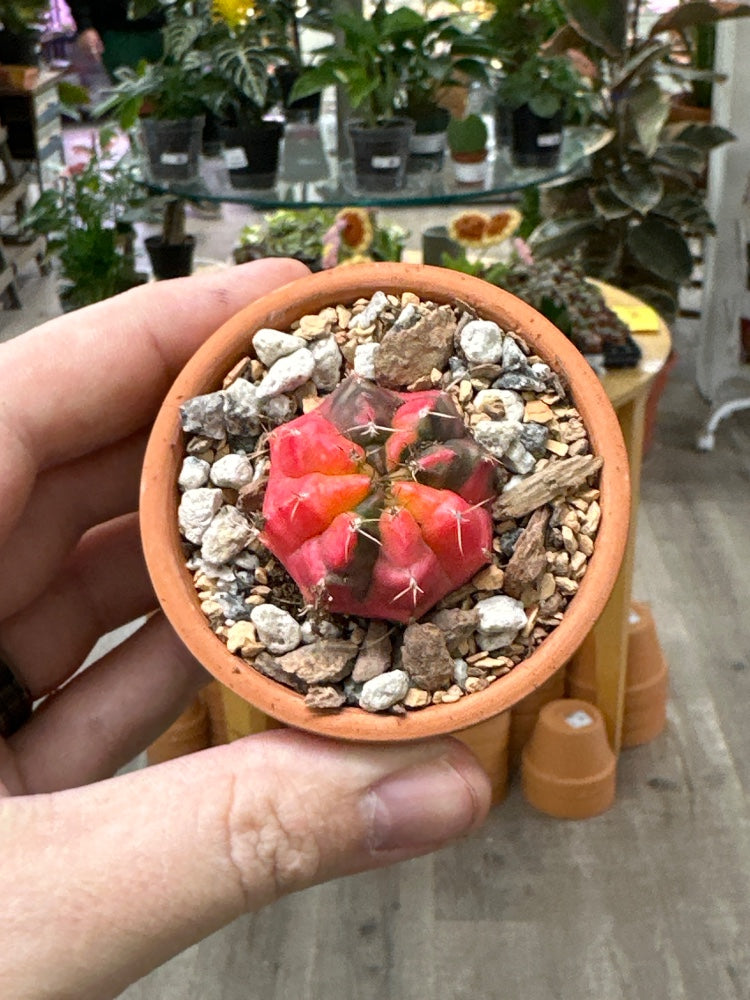 Gymnocalycium mihanovichii 'Hybrid' (#928110568387)