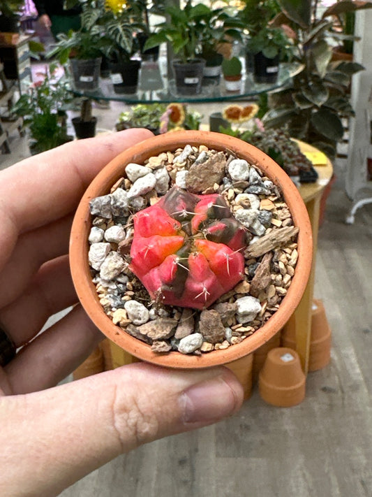 Gymnocalycium mihanovichii 'Hybrid' (#928110568387)