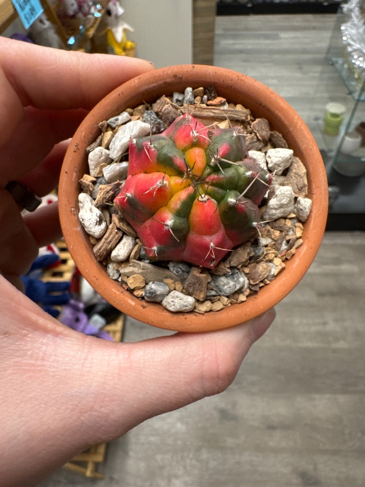 Gymnocalycium mihanovichii 'Hybrid' (#025389464069)