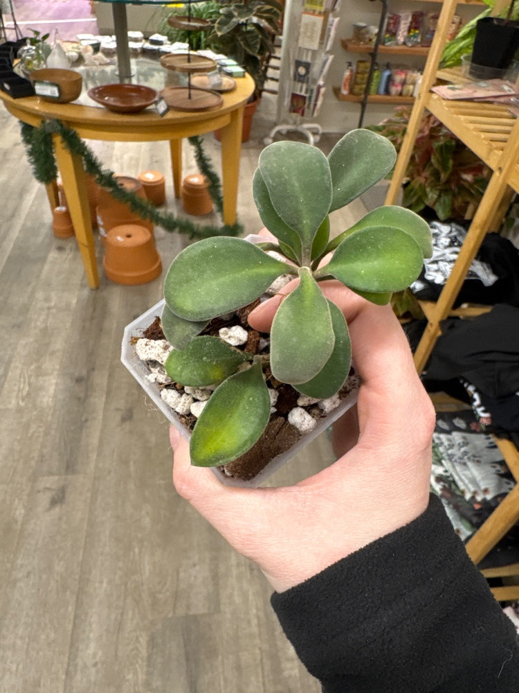 Hoya burtoniea 'Fuzzy Leaves' (#140376842734)