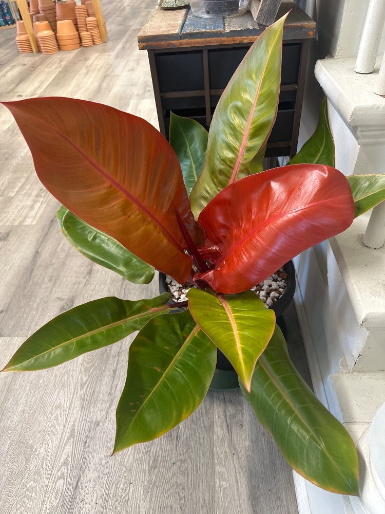 Philodendron erubescens 'Prince of Orange' (#794768321285)