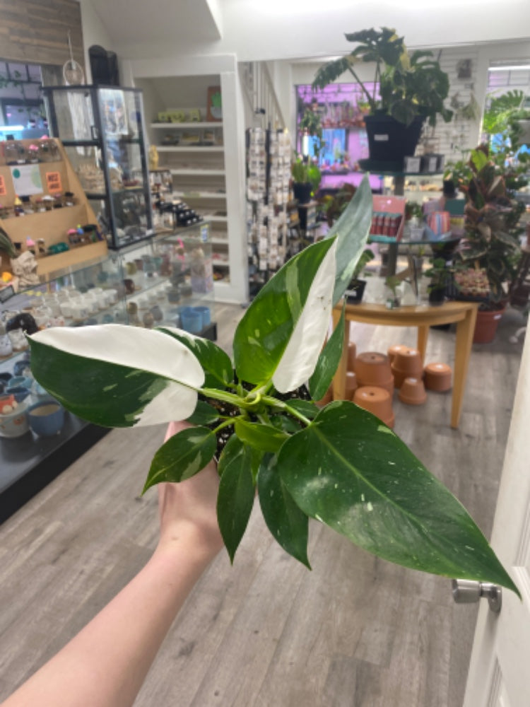 Philodendron erubescens 'White Wizard' (#209060061237)