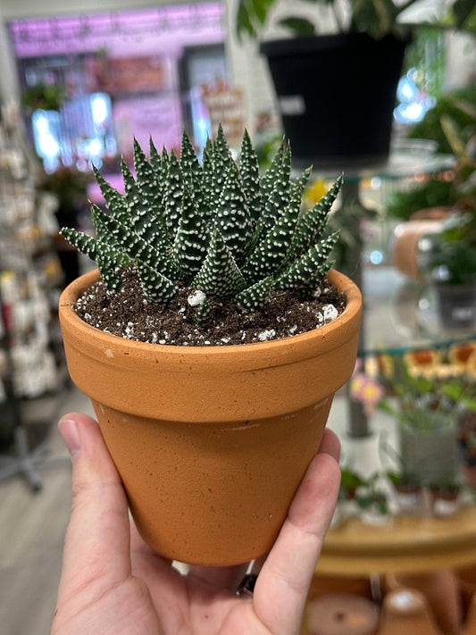 Haworthia fasciata 'Royal Albert' (#852579098473)