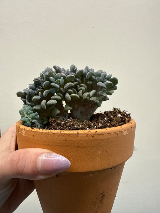 Euphorbia cristata 'Purple spoons' (#614247206444)