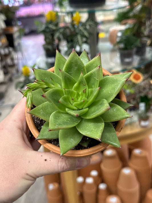 Echeveria agavoides 'Ebony' (#037563599300)