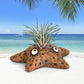 Asters Star Fish Blobhouse Planter