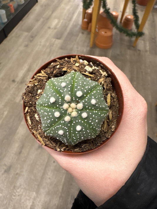 Astrophytum asteria (#503281336604)