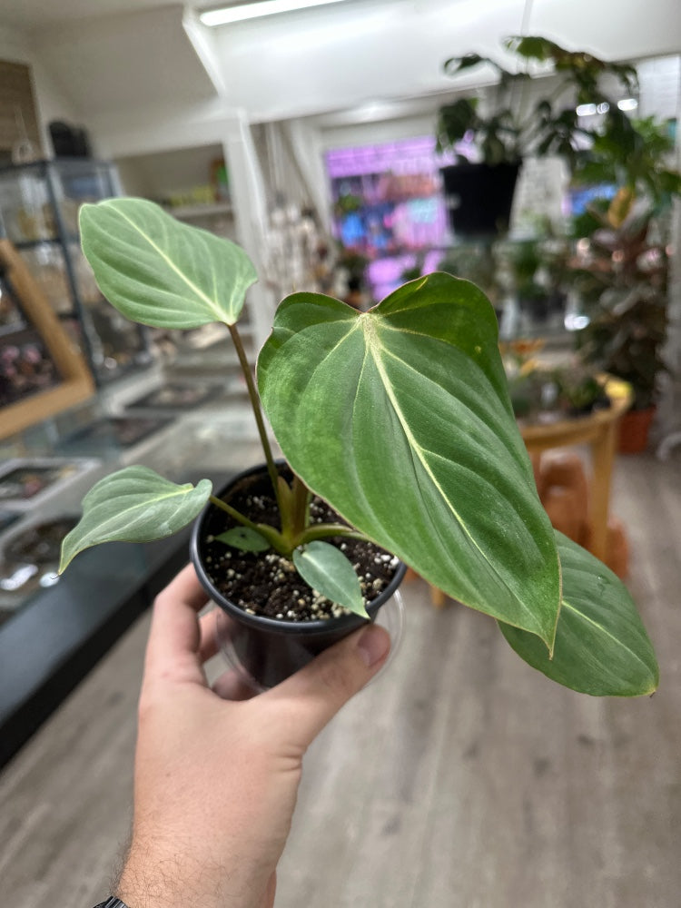 Philodendron gloriosum (#111380075774)