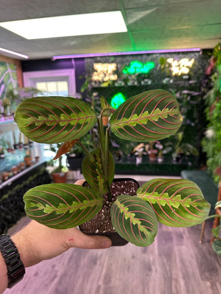 Maranta leuconeura 'Red Prayer Plant' (#126676626228)