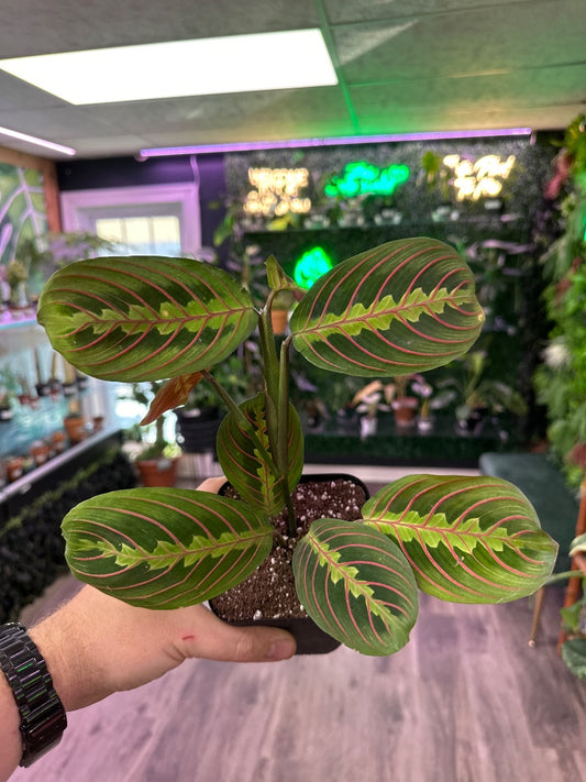 Maranta leuconeura 'Red Prayer Plant' (#126676626228)