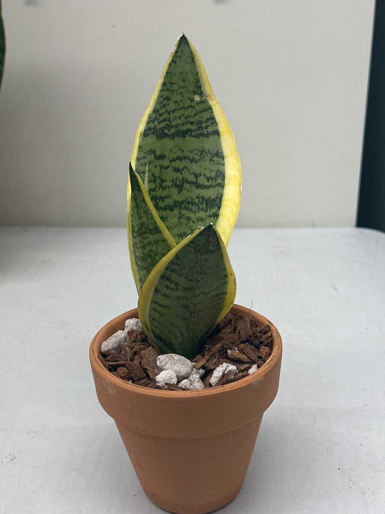 Sansevieria trifasciata 'Gold Hahnii' (#940268769302)