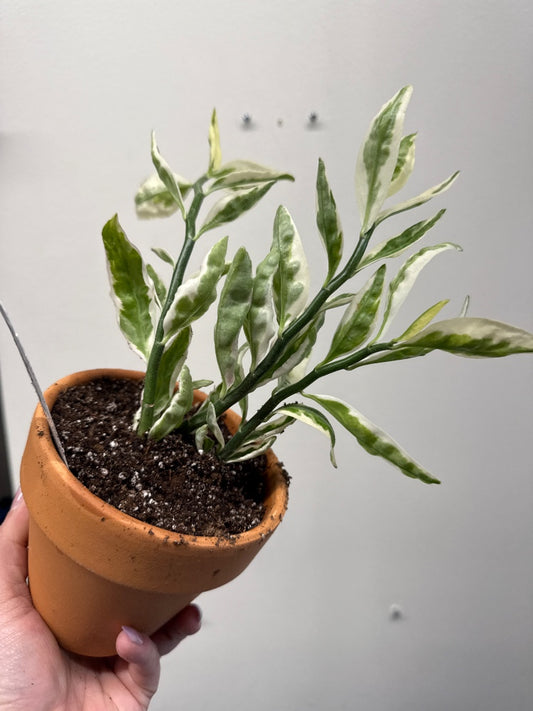 Euphorbia Tithymaloides 'Devils backbone' (#276509051927)