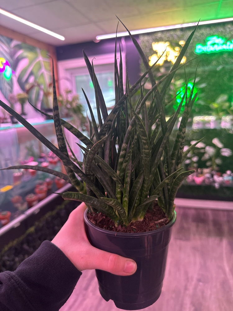 Sansevieria fernwood (#212705401275)