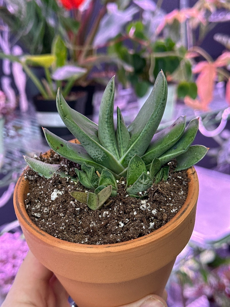 Gasteria gracilis (#172193192149)