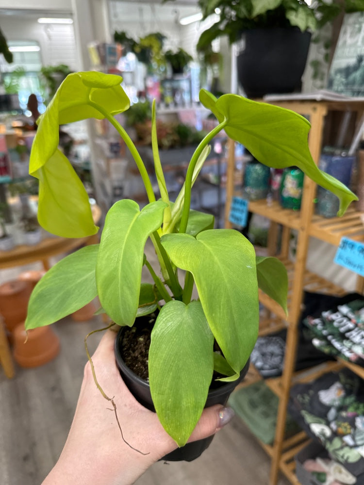 Philodendron Gold Violin  'Bipennifolium Aurea' (#265001519282)