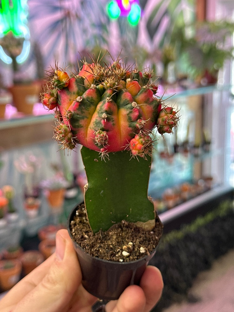 Gymnocalycium mihanovichii 'Moon Cactus Multi Color' (#234809163112)