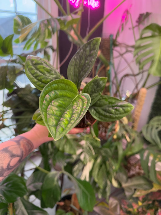 Monstera karstenianum 'Peru' (#926065217788)