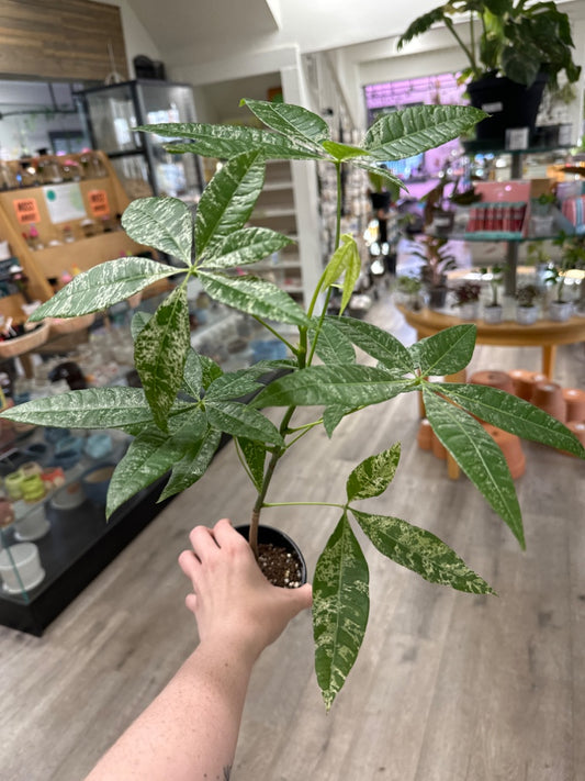 Money Tree pachira glabra 'Variegated' (#365730869697)