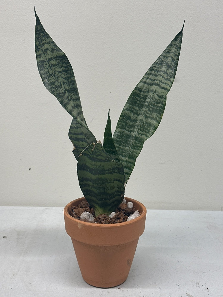 Sansevieria trifasciata 'Black Coral' (#215762836192)