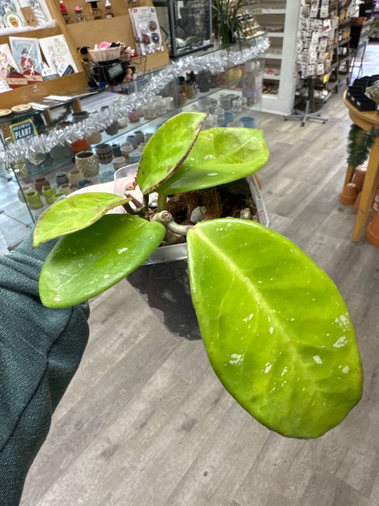 Hoya cv. 'Brighton' (#791026603559)