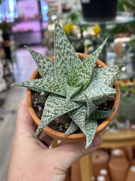 Aloe rauhii 'White Fox' (#586688834177)