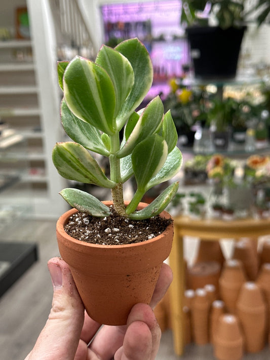 Crassula ovata 'Variegated Jade' (#232980861500)