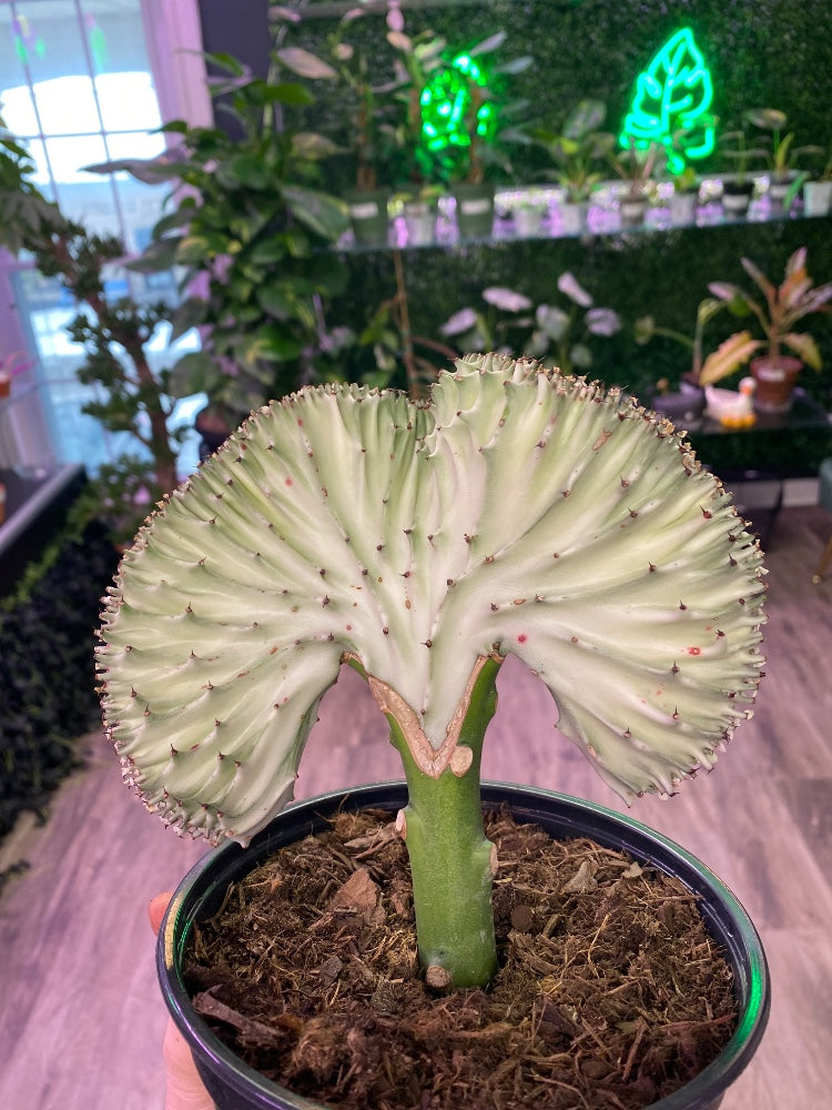 Euphorbia lactea 'Mermaid Tail White' (#711713528065)