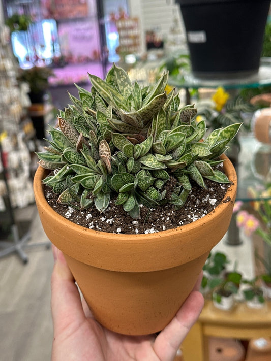 Gasteria liliputana (#516031970499)