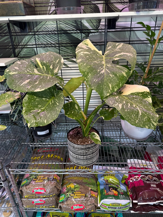 Monstera deliciosa 'Thai Constellation' (#406598920190)