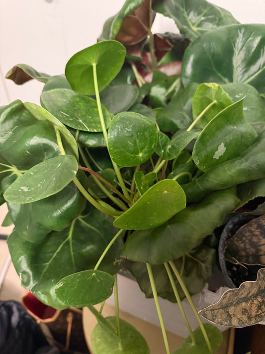 Pilea Peperomiodes 'Variegated' (#668134138)