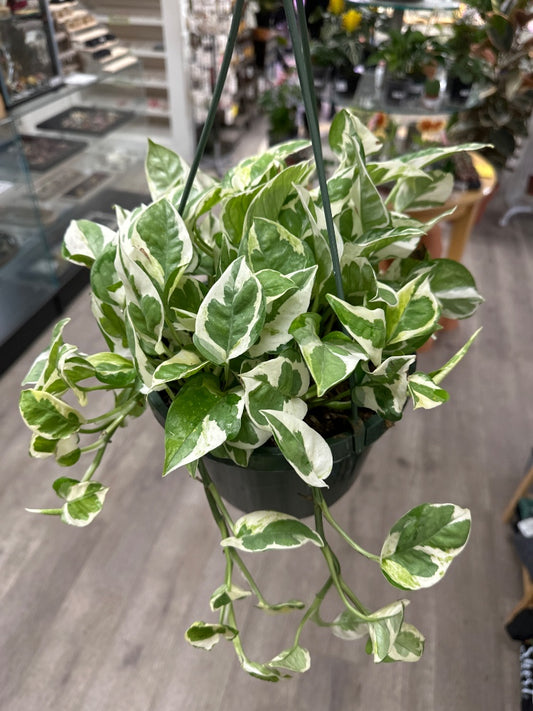 Epipremnum aureum 'Pearls and Jade' (#654599592605)