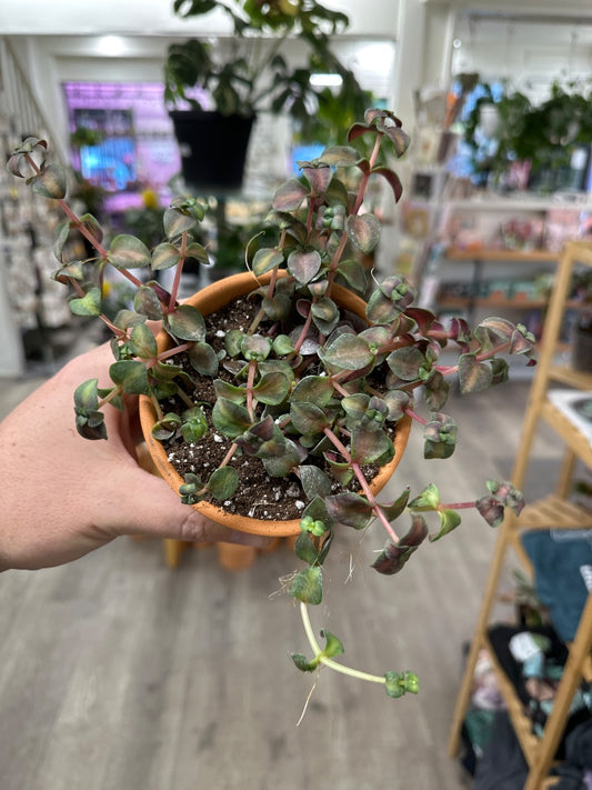 Crassula cv. 'Calico Kitten' (#920287931578)