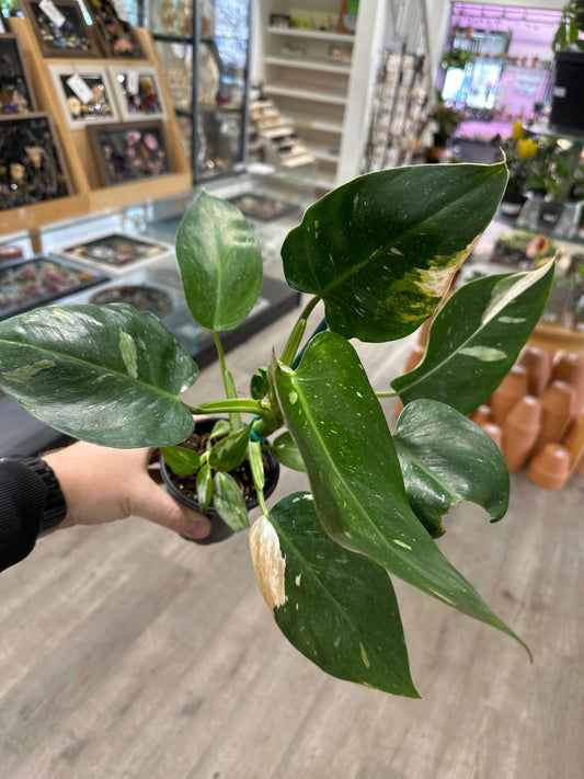 Philodendron erubescens 'White Wizard' (#020084568990)