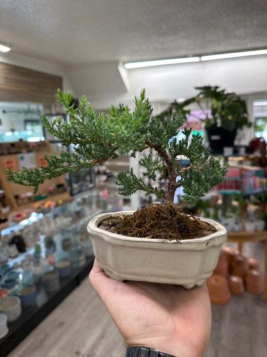 Juniperus osteosperma 'Juniper Pine' (#804142567354)