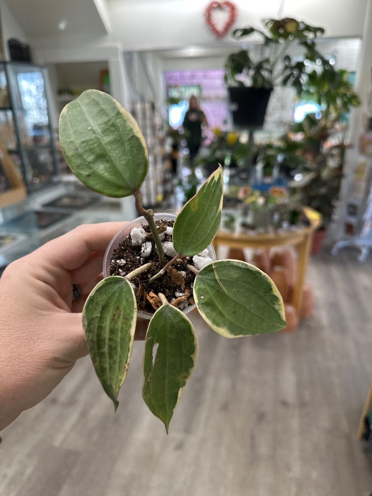 Hoya macrophylla 'Albomarginata' (#999248814006)