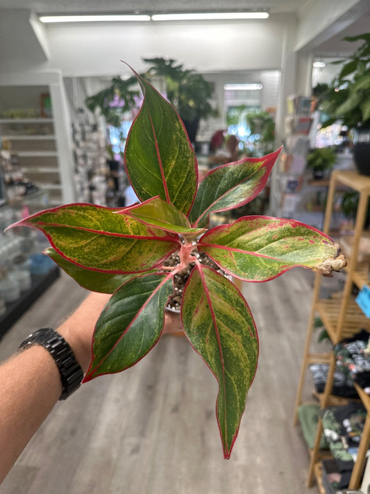 Aglaonema spp. 'Siam Aurora' (#173450096428)