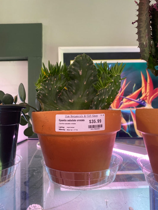 Opuntia subulata cristata (#4517586581)