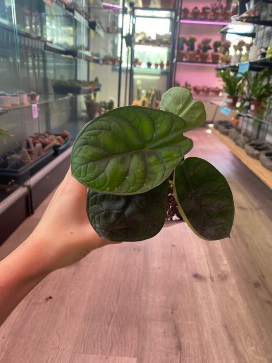Alocasia aegis (#1294658712)